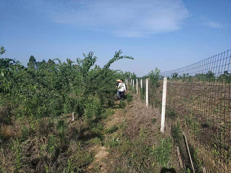 凤凰李之父李双均和农户走遍70亩种植园的各个角落查看问题