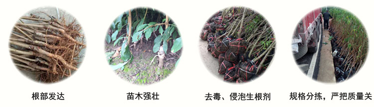 规范化的凤凰李苗木种植与发货，保证其质量和存活率